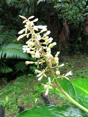 Renealmia pyramidalis