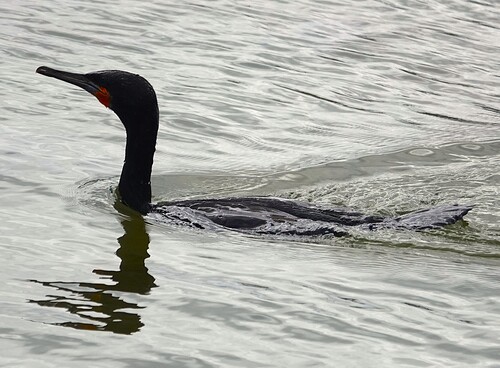 iNaturalist: (c) Steve Mayo, some rights reserved (CC BY-NC), uploaded by Steve Mayo iNaturalist image