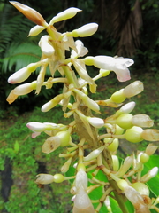 Renealmia pyramidalis