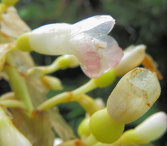 Renealmia pyramidalis