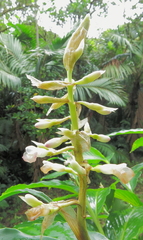 Renealmia pyramidalis