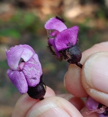 Dipogon lignosus
