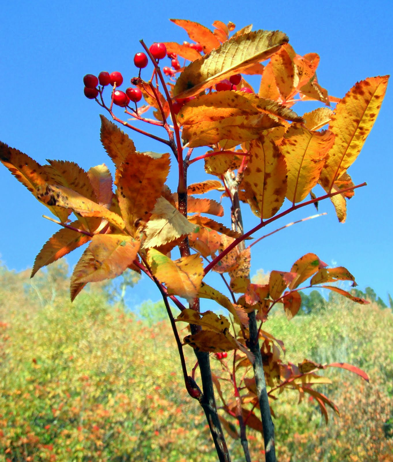Greene's Mountain-Ash (Sorbus scopulina)