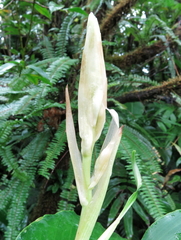 Renealmia pyramidalis