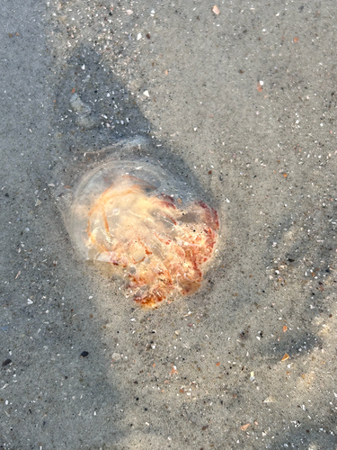 Mushroom Jelly photographed in Georgia