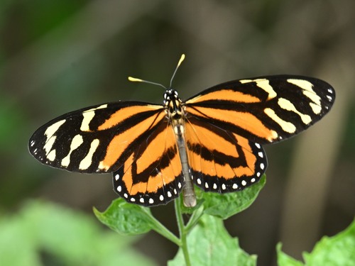 Tiger Mimic-Queen photo 3