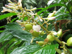 Renealmia pyramidalis