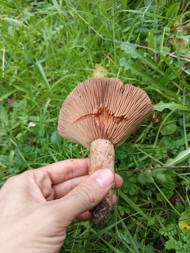 Lactarius sanguifluus — (c) Umut Nuri Erdoğan, some rights reserved (CC BY)