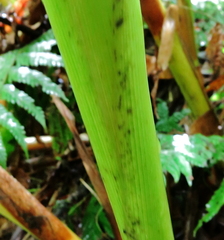 Renealmia pyramidalis