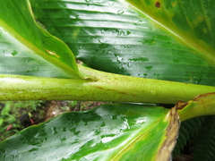 Renealmia pyramidalis