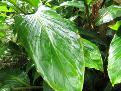 Renealmia pyramidalis
