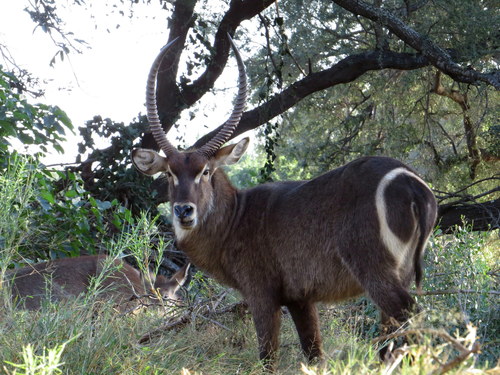 Waterbuck