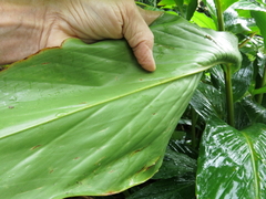 Renealmia pyramidalis