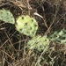 Opuntia mackensenii mackensenii - Photo (c) Aidan Campos, some rights reserved (CC BY-NC), uploaded by Aidan Campos