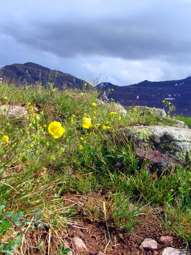 Henry's Fork Trail