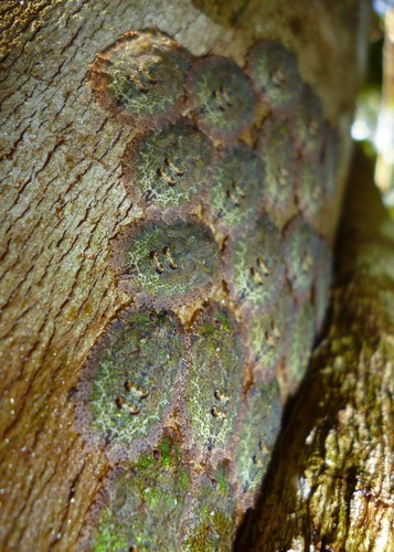 Phloea corticata