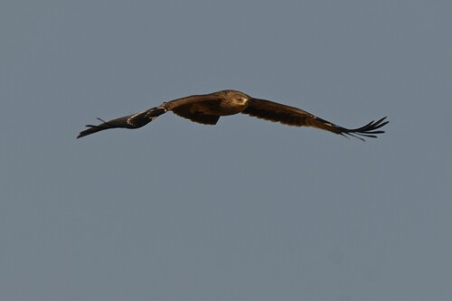 Aigle impérial, jeune