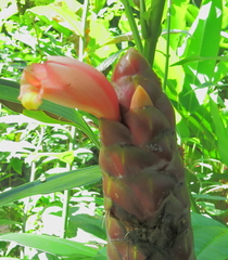Costus spicatus
