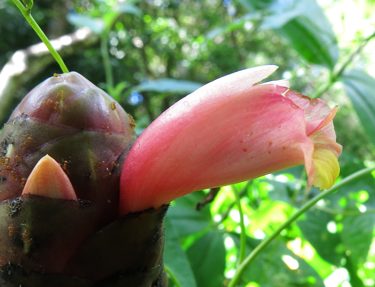 Costus spicatus