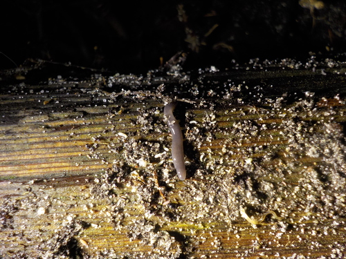 Donkere landplatworm, Oak Bay, BC, Canada, photo 10 of 10