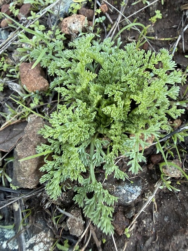 Woollyfruit Desertparsley foliage