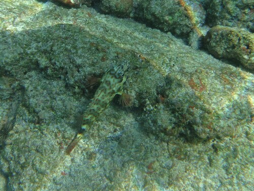 Hard-headed hawk fish (Cirrhitus pinnulatus) — Cirrhitidae — 5