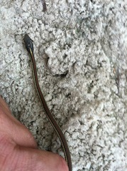 Thamnophis proximus rubrilineatus