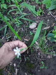 Eleutherine latifolia