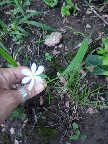 Eleutherine latifolia, photograph 2