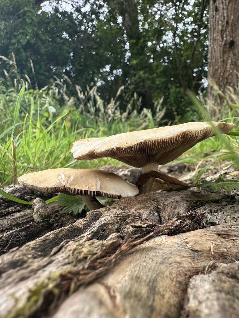 Cyclocybe parasitica · January 2026 · photo: © marmalade101 (iNaturalist, cc0)