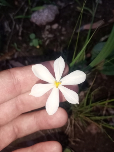Eleutherine latifolia, photograph 3