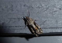 Eudonia submarginalis