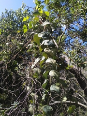 Echinostephia aculeata