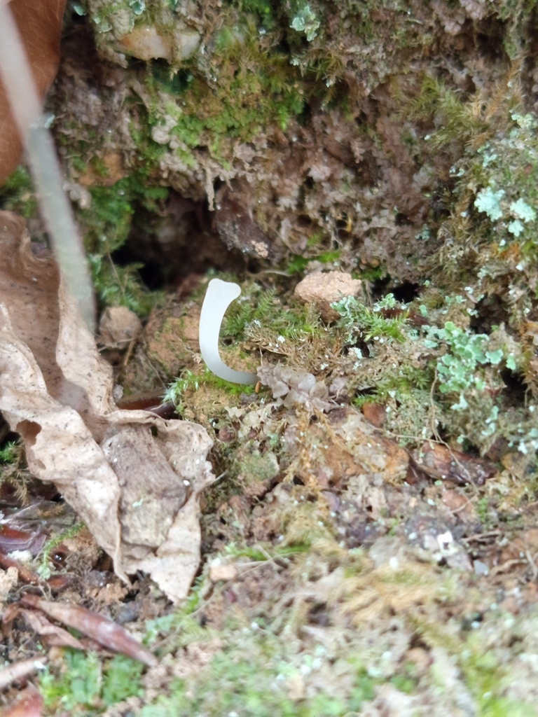 Clavaria acuta