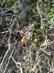 Echinostephia aculeata