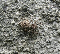 Salticidae