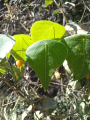 Echinostephia aculeata
