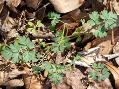 Corydalis flavula