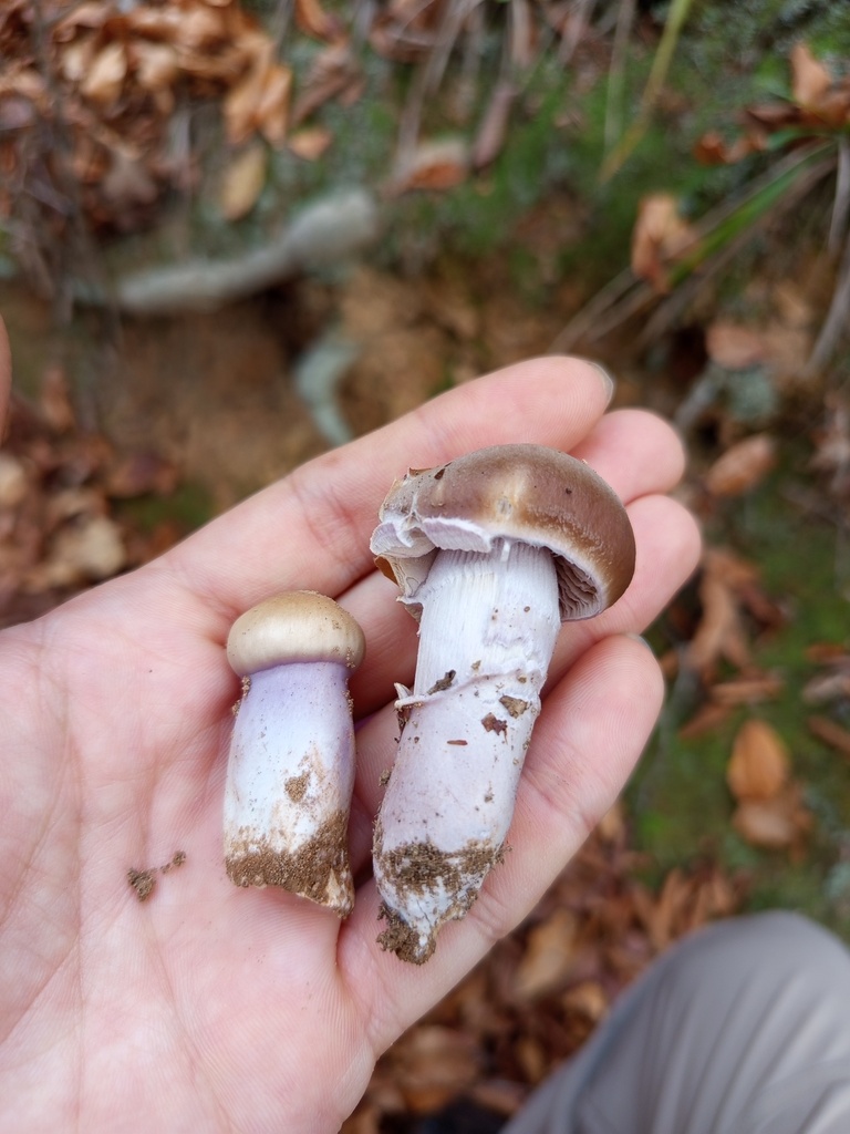 Cortinarius livido-ochraceus · November 2025 · photo: © meaglinumut (iNaturalist, cc-by)