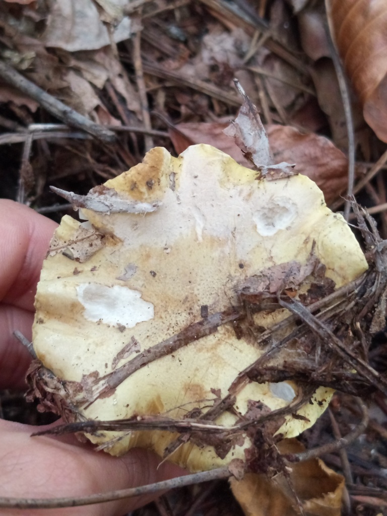 Tricholoma equestre · November 2025 · photo: © meaglinumut (iNaturalist, cc-by)