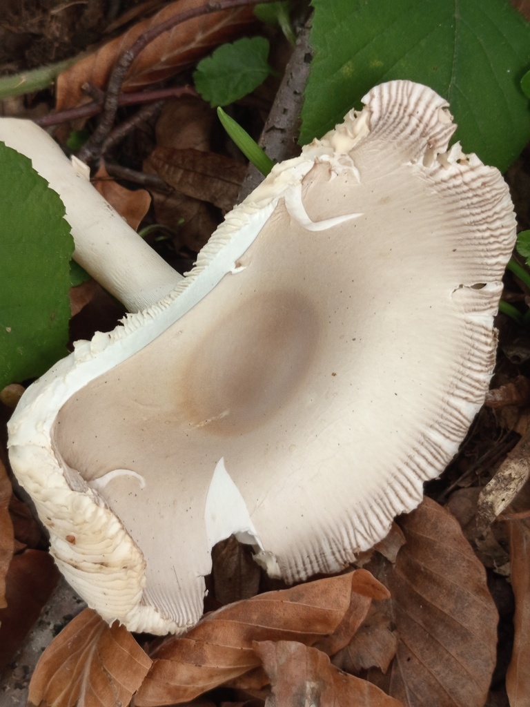 Amanita battarrae
