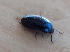 Gondwanocrypticus platensis