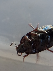 Gondwanocrypticus platensis