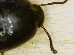 Gondwanocrypticus platensis