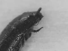 Gondwanocrypticus platensis