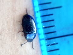 Gondwanocrypticus platensis