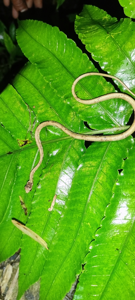 Blunt-headed Slug Eating Snake (Aplopeltura boa)
