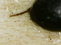 Gondwanocrypticus platensis