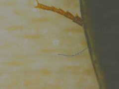 Gondwanocrypticus platensis