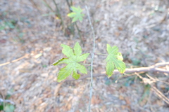 Rubus chingii